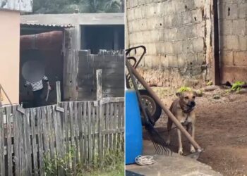 Idoso é preso após ser flagrado agredindo cadela em Itaperuna