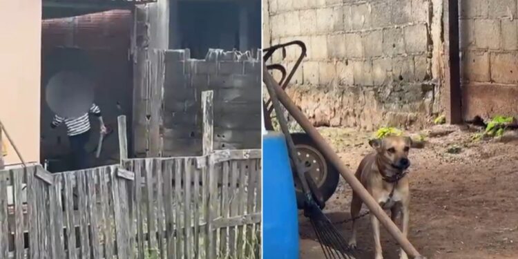 Idoso é preso após ser flagrado agredindo cadela em Itaperuna