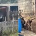 Idoso é preso após ser flagrado agredindo cadela em Itaperuna